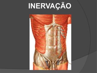 INERVAÇÃO
 