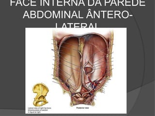 FACE INTERNA DA PAREDE
ABDOMINAL ÂNTERO-
LATERAL
 