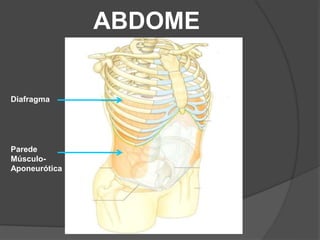 ABDOME
Diafragma
Parede
Músculo-
Aponeurótica
 
