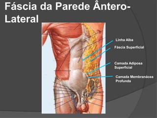 Fáscia da Parede Ântero-
Lateral
Linha Alba
Fáscia Superficial
Camada Adiposa
Superficial
Camada Membranácea
Profunda
 