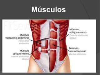 Músculos
 
