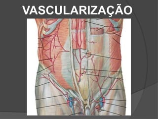VASCULARIZAÇÃO
 