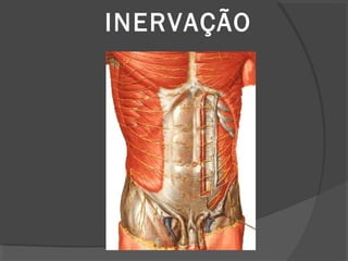 INERVAÇÃO
 