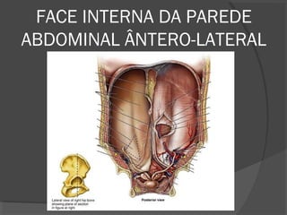 FACE INTERNA DA PAREDE
ABDOMINAL ÂNTERO-LATERAL
 