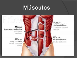 Músculos
 
