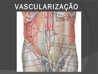 VASCULARIZAÇÃO
 