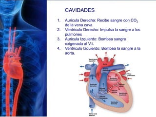 CAVIDADES
1. Auricula Derecha: Recibe sangre con CO2
de la vena cava.
2. Ventriculo Derecho: Impulsa la sangre a los
pulmones
3. Auricula Izquierdo: Bombea sangre
oxigenada al V.I.
4. Ventriculo Izquierdo: Bombea la sangre a la
aorta.
 