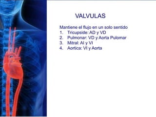 VALVULAS
Mantiene el flujo en un solo sentido
1. Tricupside: AD y VD
2. Pulmonar: VD y Aorta Pulomar
3. Mitral: AI y VI
4. Aortica: VI y Aorta
 
