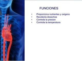 FUNCIONES
• Proporciona nutrientes y oxigeno
• Recolecta desechos
• Controla la presion
• Controla la temperatura
 