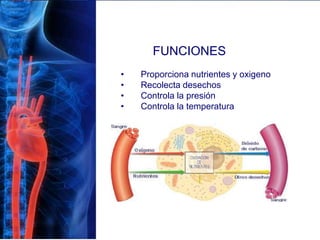 FUNCIONES
• Proporciona nutrientes y oxigeno
• Recolecta desechos
• Controla la presión
• Controla la temperatura
 