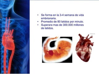• Se forma en la 3-4 semana de vida
embrionaria.
• Promedio de 80 latidos por minuto.
• Superara mas de 300.000 millones
de latidos.
 
