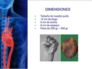 DIMENSIONES
• Tamaño de nuestro puño
• 12 cm de largo
• 9 cm de ancho
• 6 cm de espesor
• Pesa de 250 gr – 300 gr
 