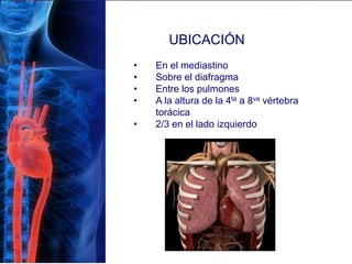 UBICACIÓN
• En el mediastino
• Sobre el diafragma
• Entre los pulmones
• A la altura de la 4ta a 8va vértebra
torácica
• 2/3 en el lado izquierdo
 