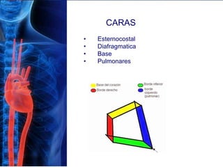 CARAS
• Esternocostal
• Diafragmatica
• Base
• Pulmonares
 