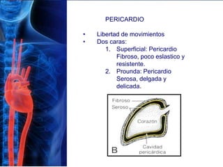 PERICARDIO
• Libertad de movimientos
• Dos caras:
1. Superficial: Pericardio
Fibroso, poco eslastico y
resistente.
2. Prounda: Pericardio
Serosa, delgada y
delicada.
 