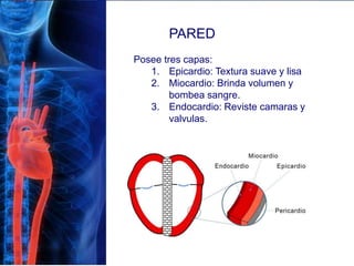 PARED
Posee tres capas:
1. Epicardio: Textura suave y lisa
2. Miocardio: Brinda volumen y
bombea sangre.
3. Endocardio: Reviste camaras y
valvulas.
 