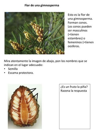 Flor de una gimnosperma
Esto es la flor de
una gimnosperma.
Forman conos.
Los conos pueden
ser masculinos
(=tienen
estambres) o
femeninos (=tienen
oosferas.
Mira atentamente la imagen de abajo, pon los nombres que se
indican en el lugar adecuado:
• Semilla
• Escama protectora.
¿Es un fruto la piña?
Razona la respuesta
 