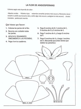 Anatomia plantas