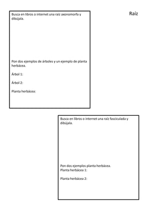Busca en libros o internet una raíz axonomorfa y
dibújala.
Pon dos ejemplos de árboles y un ejemplo de planta
herbácea.
Árbol 1:
Árbol 2:
Planta herbácea:
Busca en libros o internet una raíz fasciculada y
dibújala.
Pon dos ejemplos planta herbácea.
Planta herbácea 1:
Planta herbácea 2:
Raíz
 