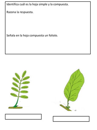 Identifica cuál es la hoja simple y la compuesta.
Razona la respuesta.
Señala en la hoja compuesta un foliolo.
 