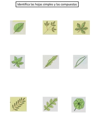 Identifica las hojas simples y las compuestas
 