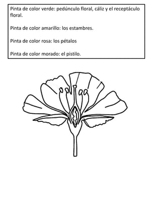 Pinta de color verde: pedúnculo floral, cáliz y el receptáculo
floral.
Pinta de color amarillo: los estambres.
Pinta de color rosa: los pétalos
Pinta de color morado: el pistilo.
 