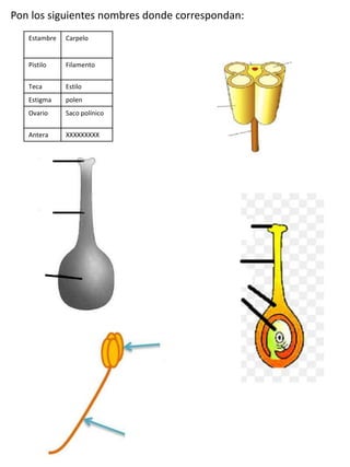 Pon los siguientes nombres donde correspondan:
Estambre Carpelo
Pistilo Filamento
Teca Estilo
Estigma polen
Ovario Saco polínico
Antera XXXXXXXXX
 