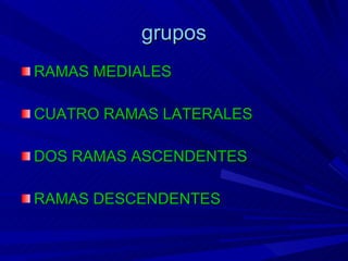 grupos RAMAS MEDIALES CUATRO RAMAS LATERALES   DOS RAMAS ASCENDENTES RAMAS DESCENDENTES 