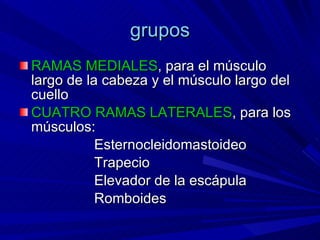 grupos RAMAS MEDIALES , para el músculo largo de la cabeza y el músculo largo del cuello  CUATRO RAMAS LATERALES , para los músculos: Esternocleidomastoideo Trapecio  Elevador de la escápula  Romboides  