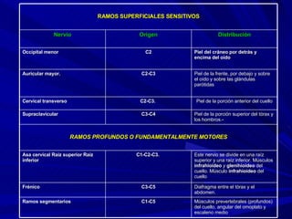 RAMOS SUPERFICIALES SENSITIVOS Nervio Origen Distribución Occipital menor C2 Piel del cráneo por detrás y encima del oído Auricular mayor.  C2-C3 Piel de la frente, por debajo y sobre el oído y sobre las glándulas parótidas Cervical transverso C2-C3.  Piel de la porción anterior del cuello Supraclavicular C3-C4 Piel de la porción superior del tórax y los hombros. - RAMOS PROFUNDOS O FUNDAMENTALMENTE MOTORES Asa cervical Raíz superior Raíz inferior C1-C2-C3.  Este nervio se divide en una raíz superior y una raíz inferior. Músculos  infrahioideo   y  glenihioideo  del cuello. Músculo  infrahioideo  del cuello Frénico C3-C5 Diafragma entre el tórax y el abdomen. Ramos segmentarios C1-C5 Músculos prevertebrales (profundos) del cuello, angular del omoplato y escaleno medio 