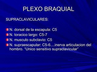 PLEXO BRAQUIAL SUPRACLAVICULARES: N. dorsal de la escapula: C5 N. toracico largo: C5-7 N. musculo subclavio: C5 N. supraescapular: C5-6....inerva articulacion del hombro. “Unico sensitivo supraclavicular” 