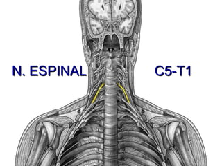 N. ESPINAL  C5-T1 