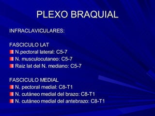PLEXO BRAQUIAL INFRACLAVICULARES: FASCICULO LAT N.pectoral lateral: C5-7 N. musculocutaneo: C5-7 Raiz lat del N. mediano: C5-7 FASCICULO MEDIAL N. pectoral medial: C8-T1 N. cutáneo medial del brazo: C8-T1 N. cutáneo medial del antebrazo: C8-T1 
