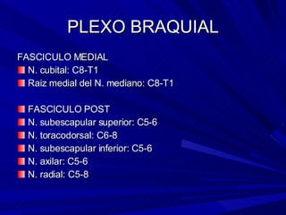 PLEXO BRAQUIAL FASCICULO MEDIAL N. cubital: C8-T1 Raiz medial del N. mediano: C8-T1 FASCICULO POST N. subescapular superior: C5-6 N. toracodorsal: C6-8 N. subescapular inferior: C5-6 N. axilar: C5-6 N. radial: C5-8 