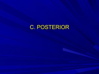 C. POSTERIOR 