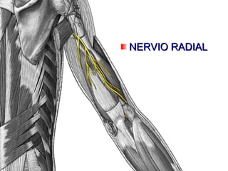 NERVIO RADIAL 