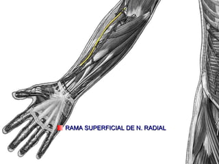 RAMA SUPERFICIAL DE N. RADIAL 