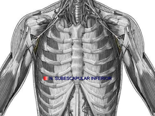 N. SUBESCAPULAR INFERIOR 