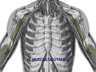 N. MUSCULOCUTANEO 