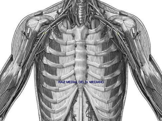 RAIZ MEDIAL DEL N. MEDIANO 