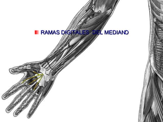 RAMAS DIGITALES  DEL MEDIANO 