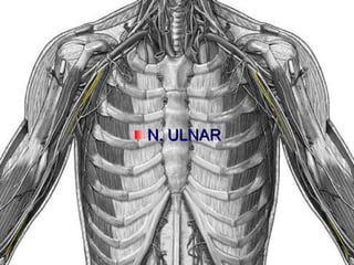 N. ULNAR 