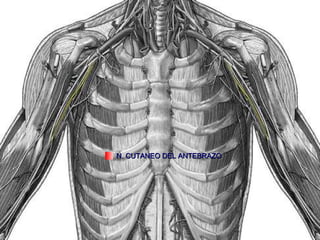 N. CUTANEO DEL ANTEBRAZO 