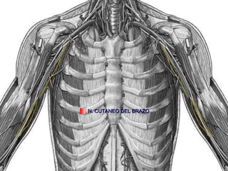 N. CUTANEO DEL BRAZO 