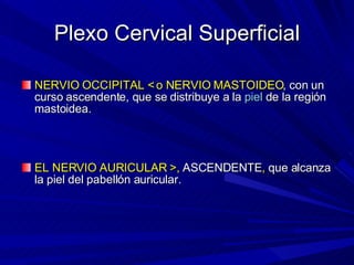 Plexo Cervical Superficial NERVIO OCCIPITAL < o NERVIO MASTOIDEO , con un curso ascendente, que se distribuye a la  piel  de la región mastoidea. EL NERVIO AURICULAR >,  ASCENDENTE ,  que alcanza la piel del pabellón auricular. 