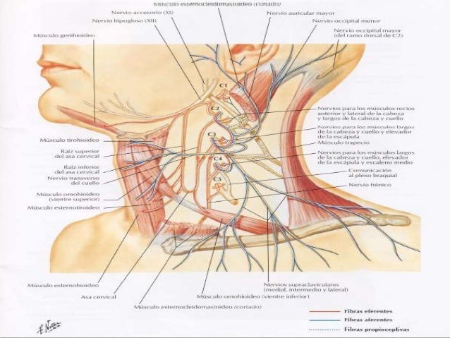 Resultado de imagen para plexo cervical