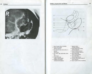 Anatomia radiologica | PDF