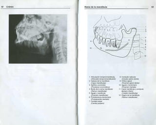 Anatomia radiologica | PDF