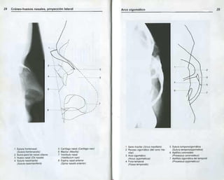 Anatomia radiologica | PDF