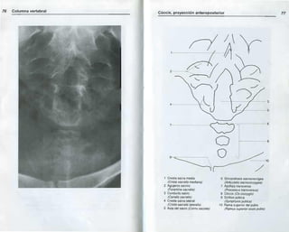 Anatomia radiologica | PDF